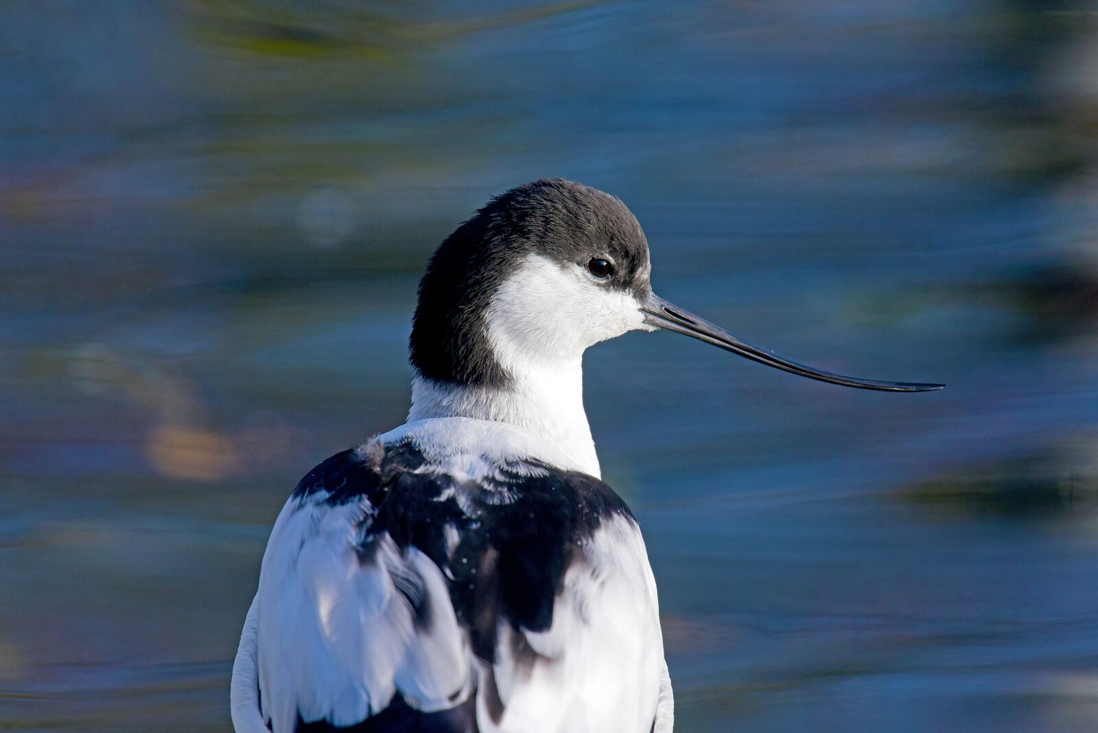 Nikon D750 sample photo. Avocet, waders, north sea photography