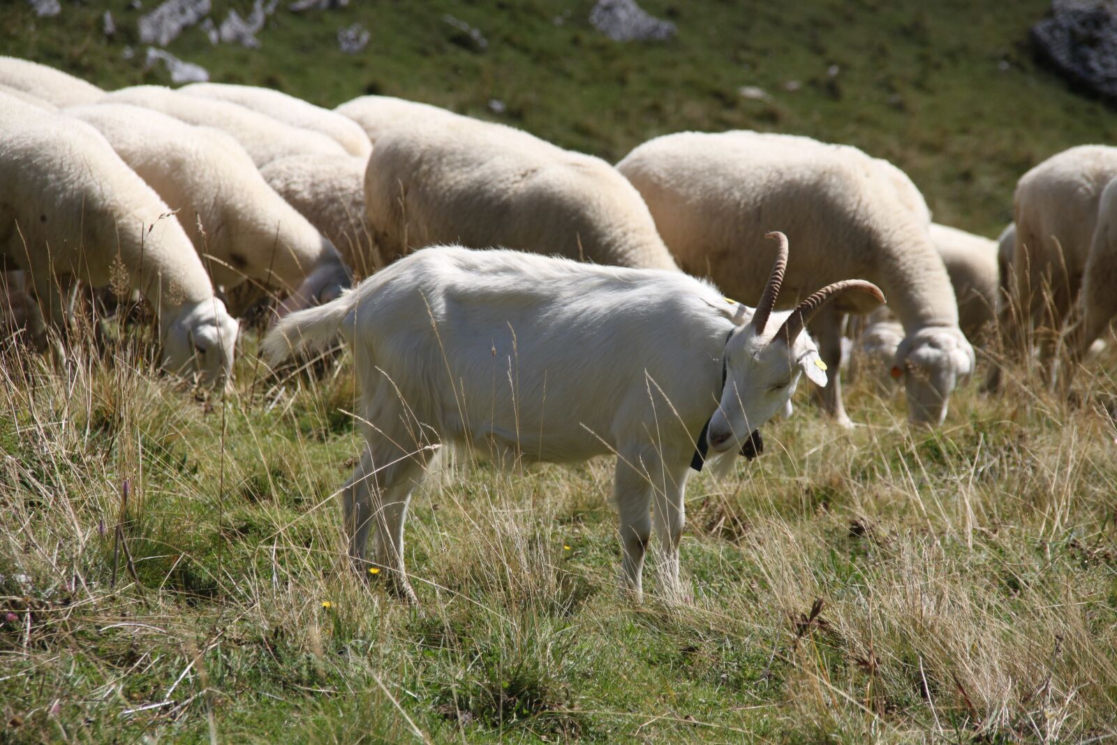 Canon EOS 500D (EOS Rebel T1i / EOS Kiss X3) sample photo. Capra, mountain, pasture photography