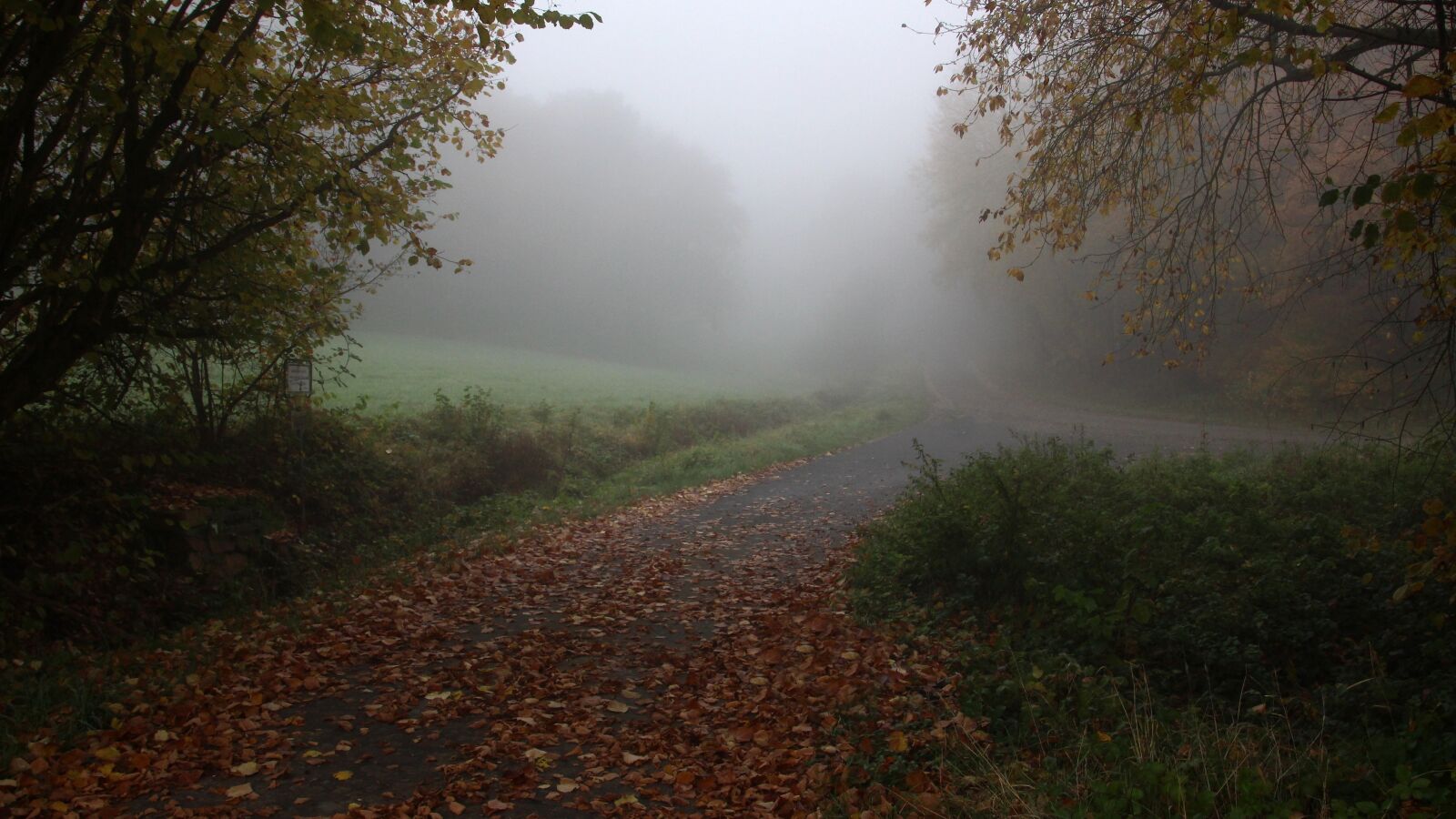 Canon EOS 600D (Rebel EOS T3i / EOS Kiss X5) sample photo. Autumn, leaves, fog photography