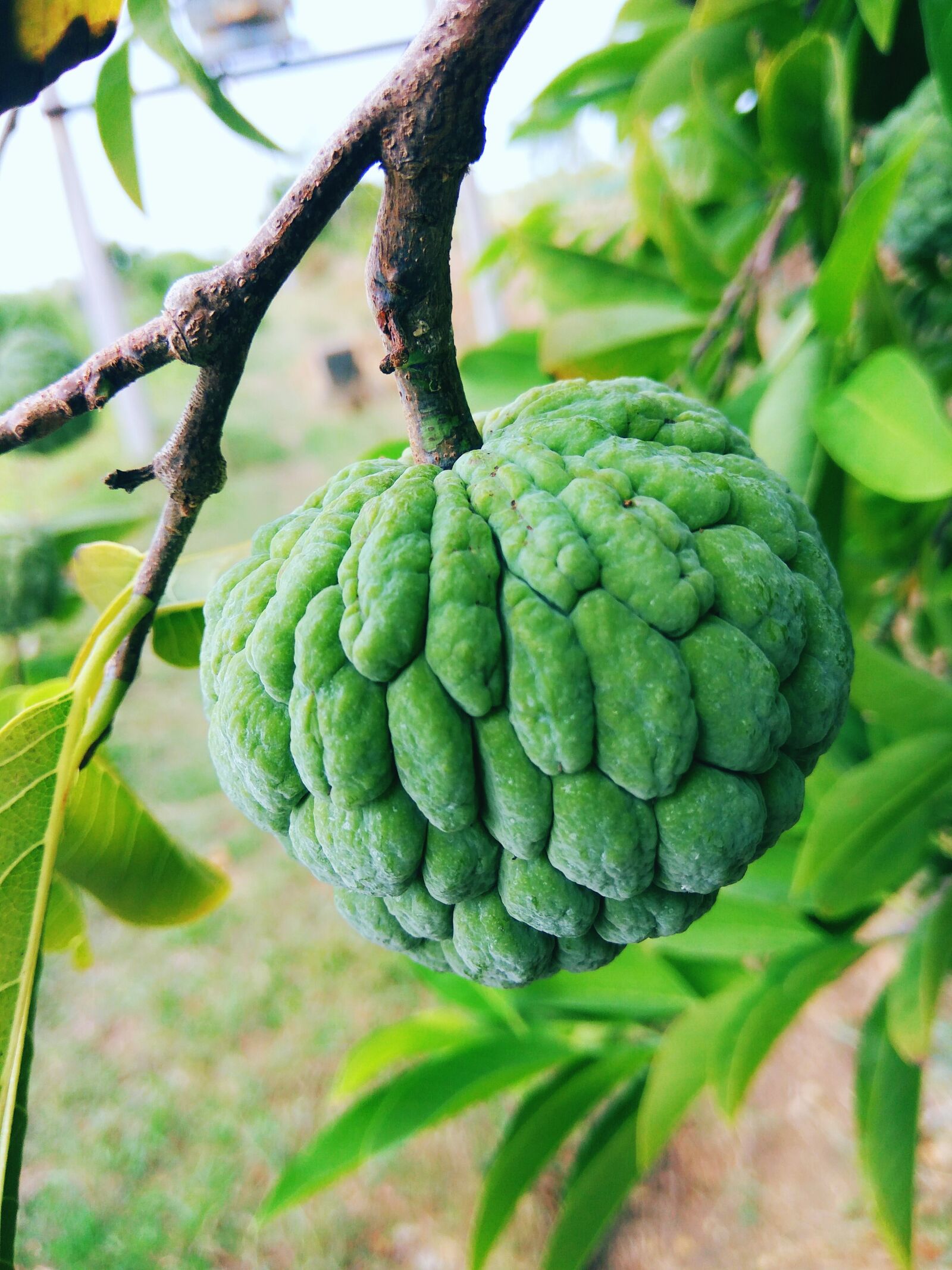 Xiaomi Redmi Note3 sample photo. Green, sweet, healthy photography