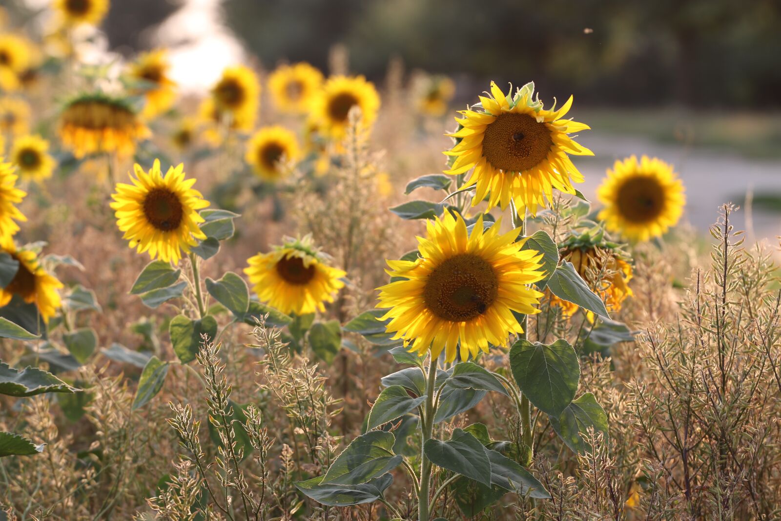Canon EOS 80D + Canon EF 70-200mm F4L USM sample photo. Sunflower, yellow, summer photography