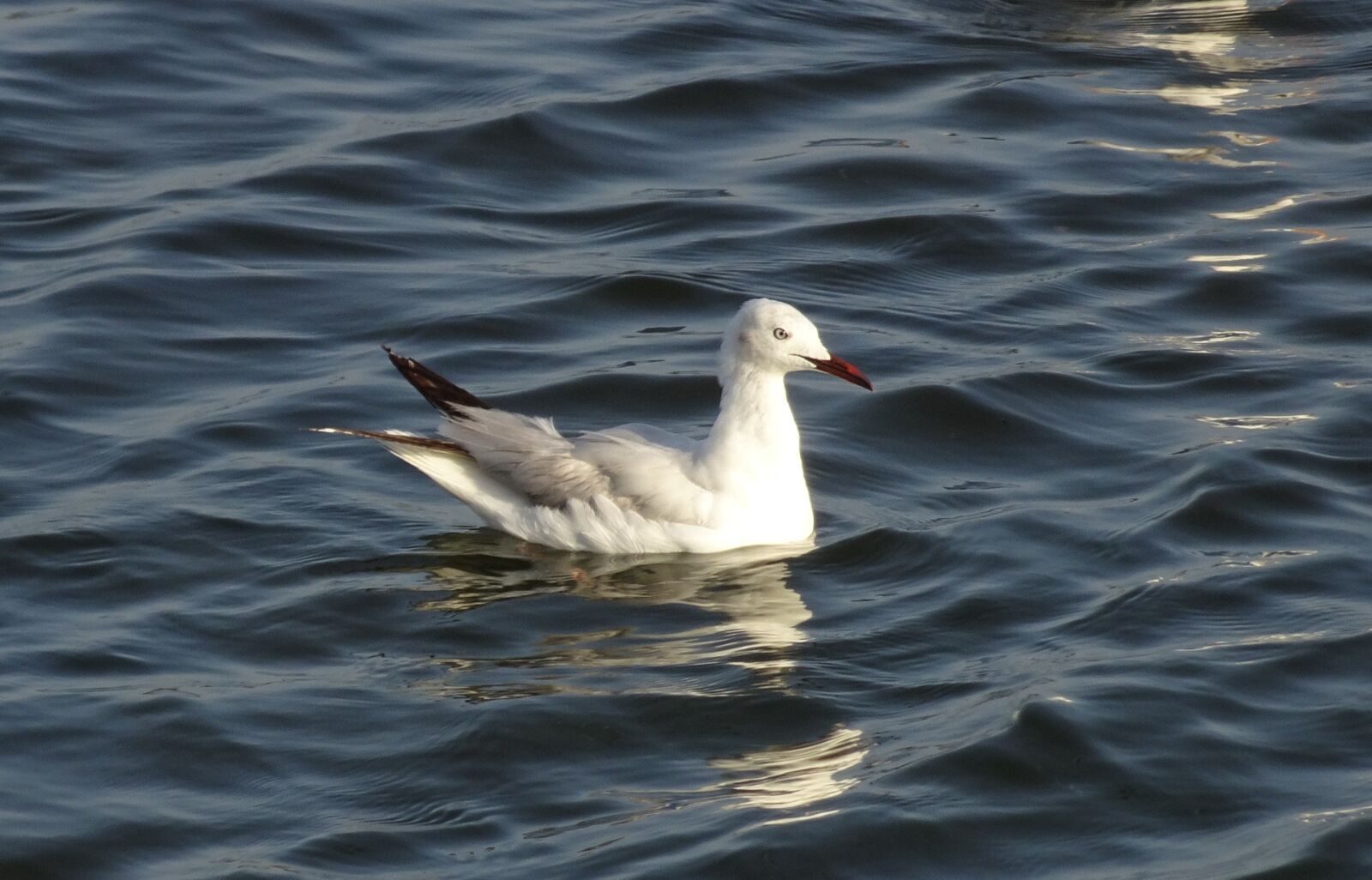 Sony Cyber-shot DSC-HX90V sample photo. Gull, bird, slender-billed gull photography