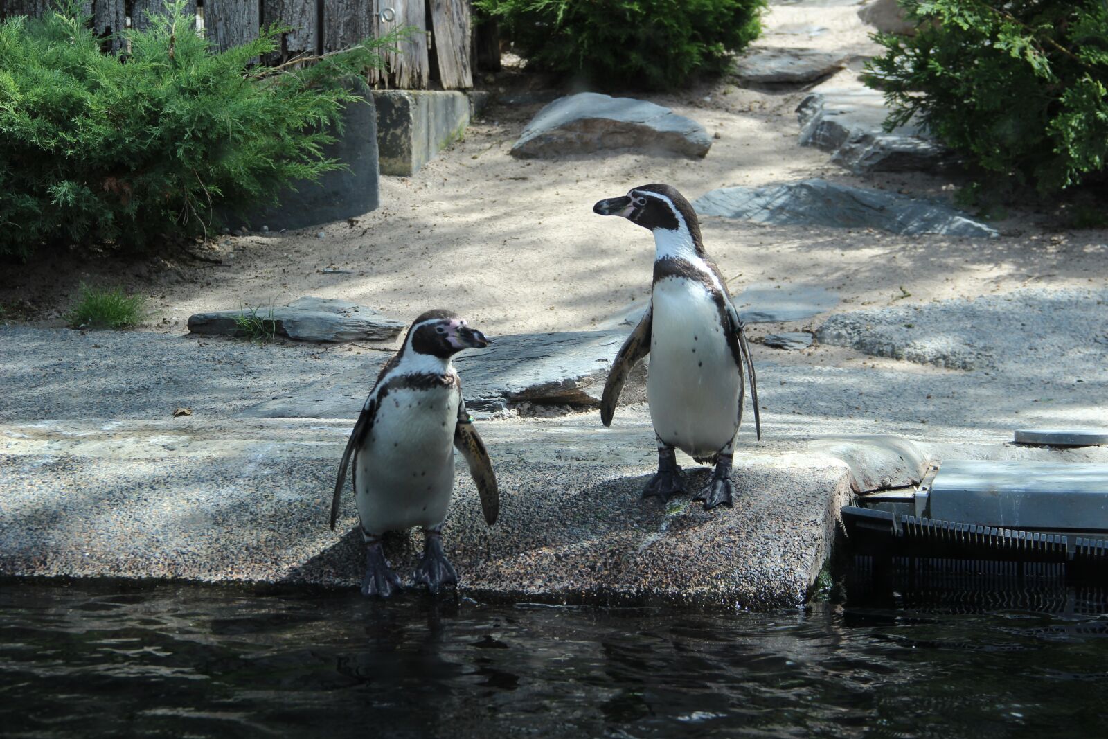 Canon EF-S 18-135mm F3.5-5.6 IS sample photo. Penguins, zoo, water photography