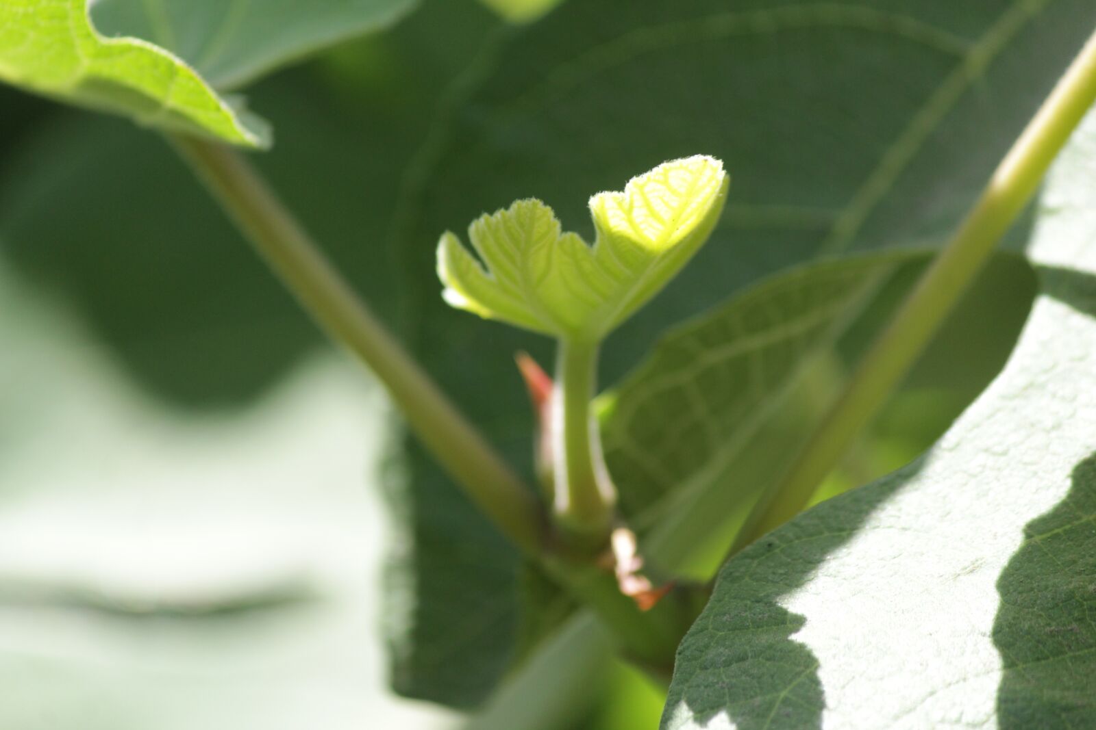 Canon EOS 1300D (EOS Rebel T6 / EOS Kiss X80) sample photo. Fig, tree, green photography