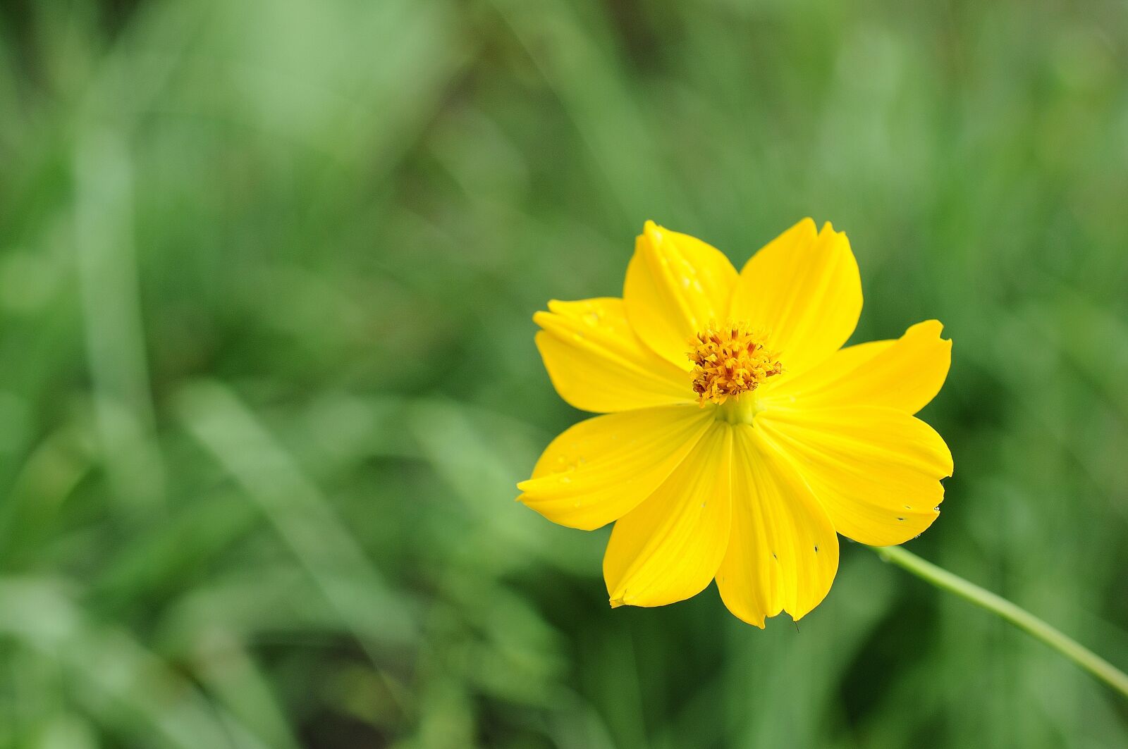 Nikon D300S sample photo. Cosmos bipinnatus, flower, yellow photography