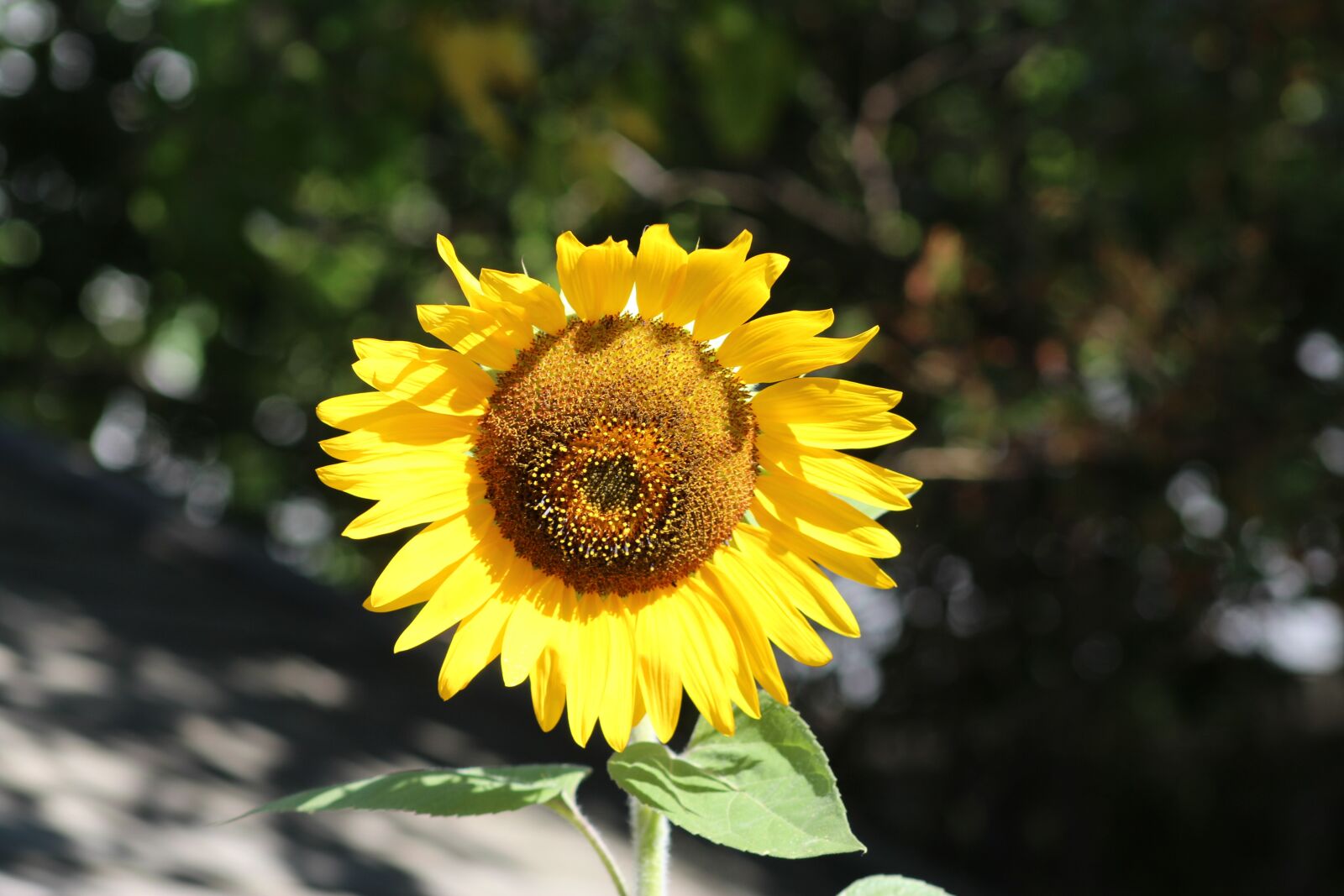 Canon EF 75-300mm f/4-5.6 USM sample photo. Flower, sunflower, yellow flower photography