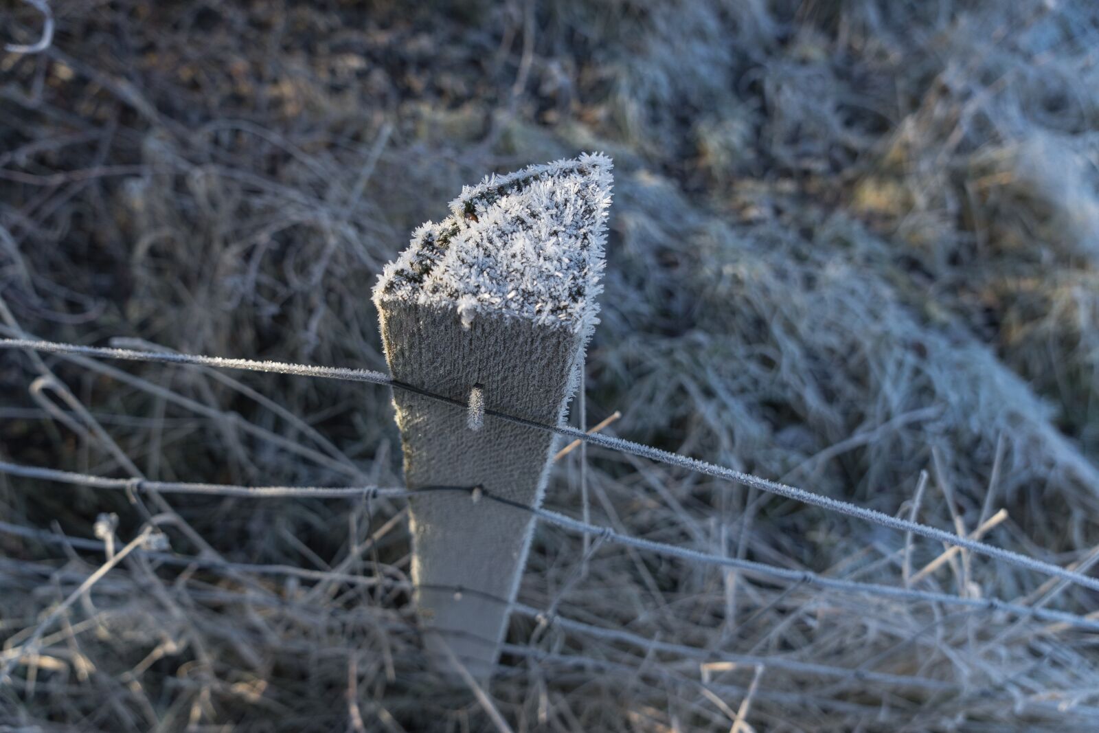 Sony a7 II sample photo. Winter, frost, wintry photography