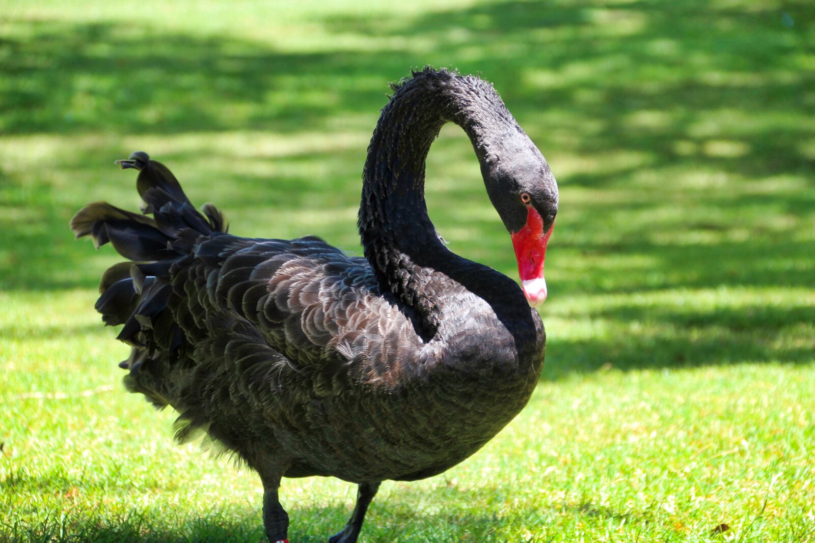 Canon EOS 1200D (EOS Rebel T5 / EOS Kiss X70 / EOS Hi) sample photo. Swan, black, nature photography