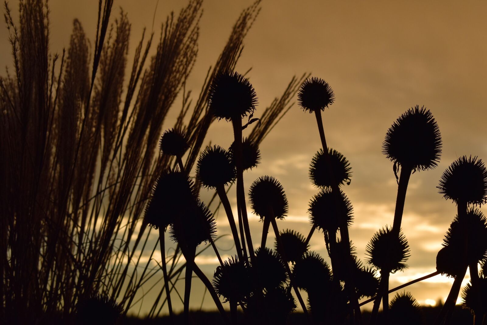 Nikon D5500 sample photo. Morgenrot, morgenstimmung, grasses photography