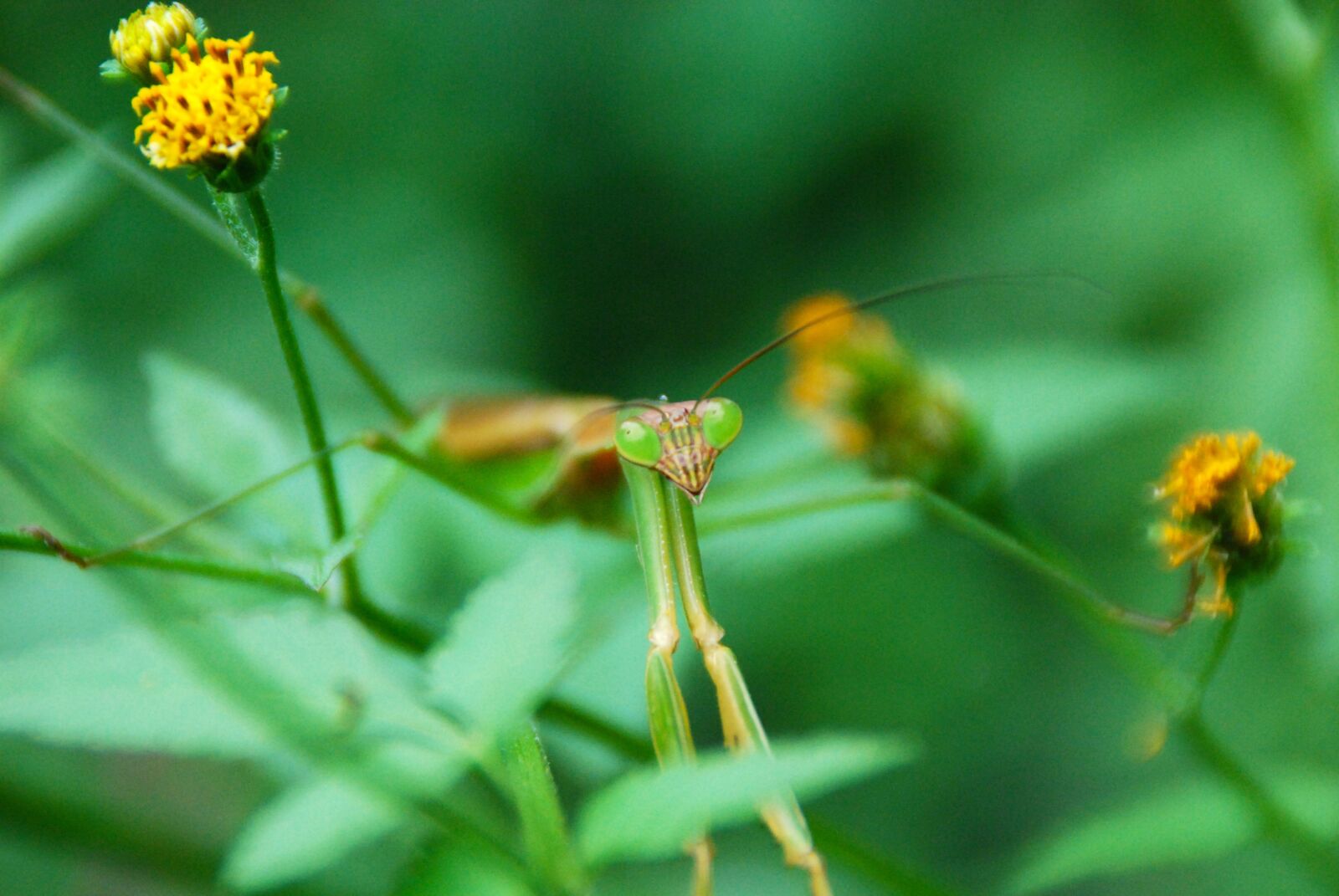 Nikon D40X sample photo. Mantis, insect, bug photography