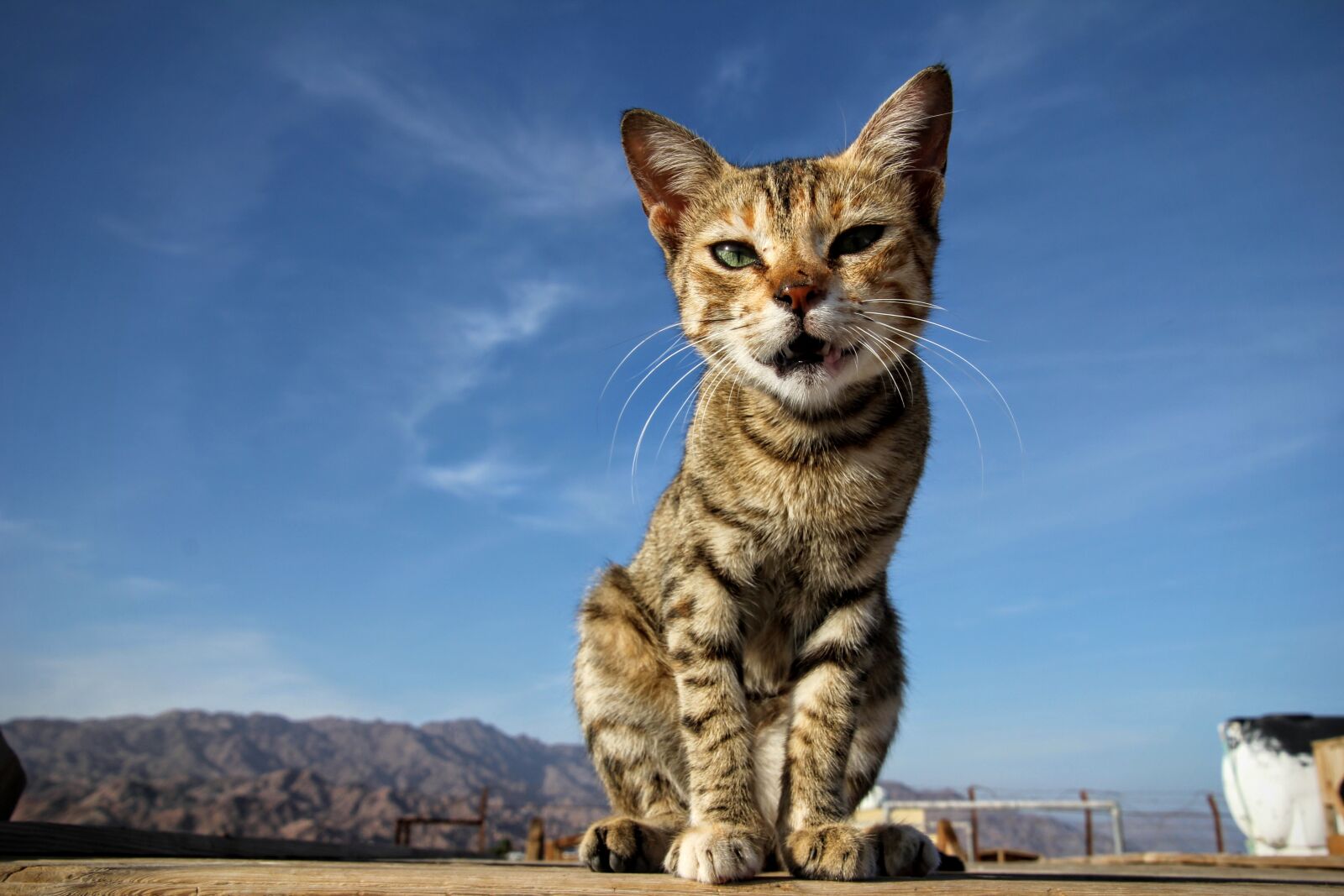 Canon EOS 60D sample photo. Cat, close up, pet photography