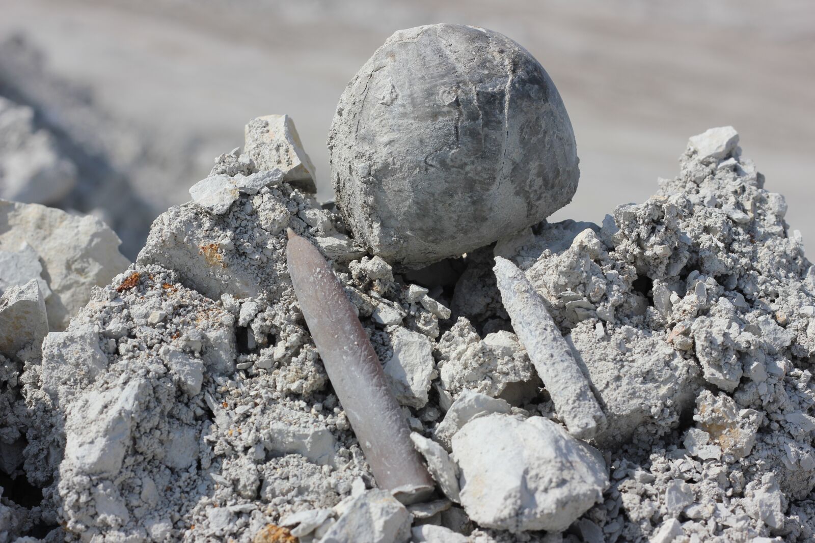 Canon EOS 550D (EOS Rebel T2i / EOS Kiss X4) sample photo. Sea urchins, thunderbolt, fossils photography