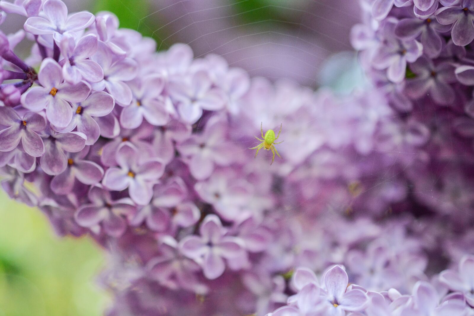 Nikon D5200 sample photo. Lilac, pink, purple photography