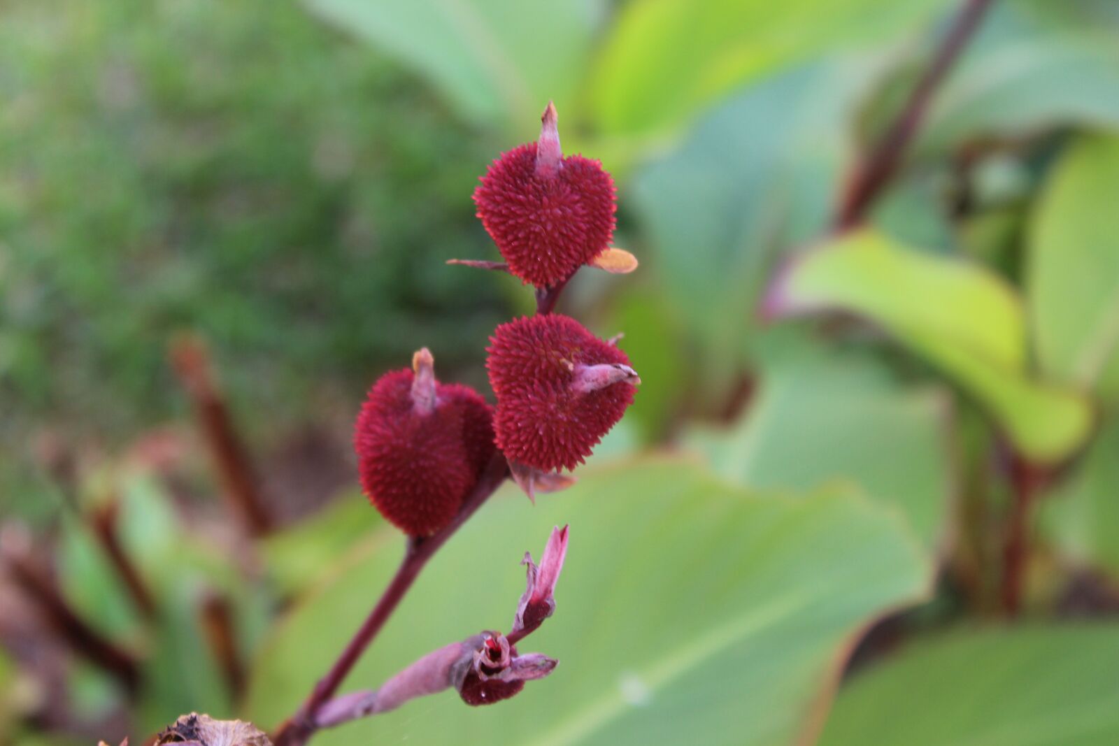 Canon EOS 1200D (EOS Rebel T5 / EOS Kiss X70 / EOS Hi) sample photo. Flower, nature, zambia photography