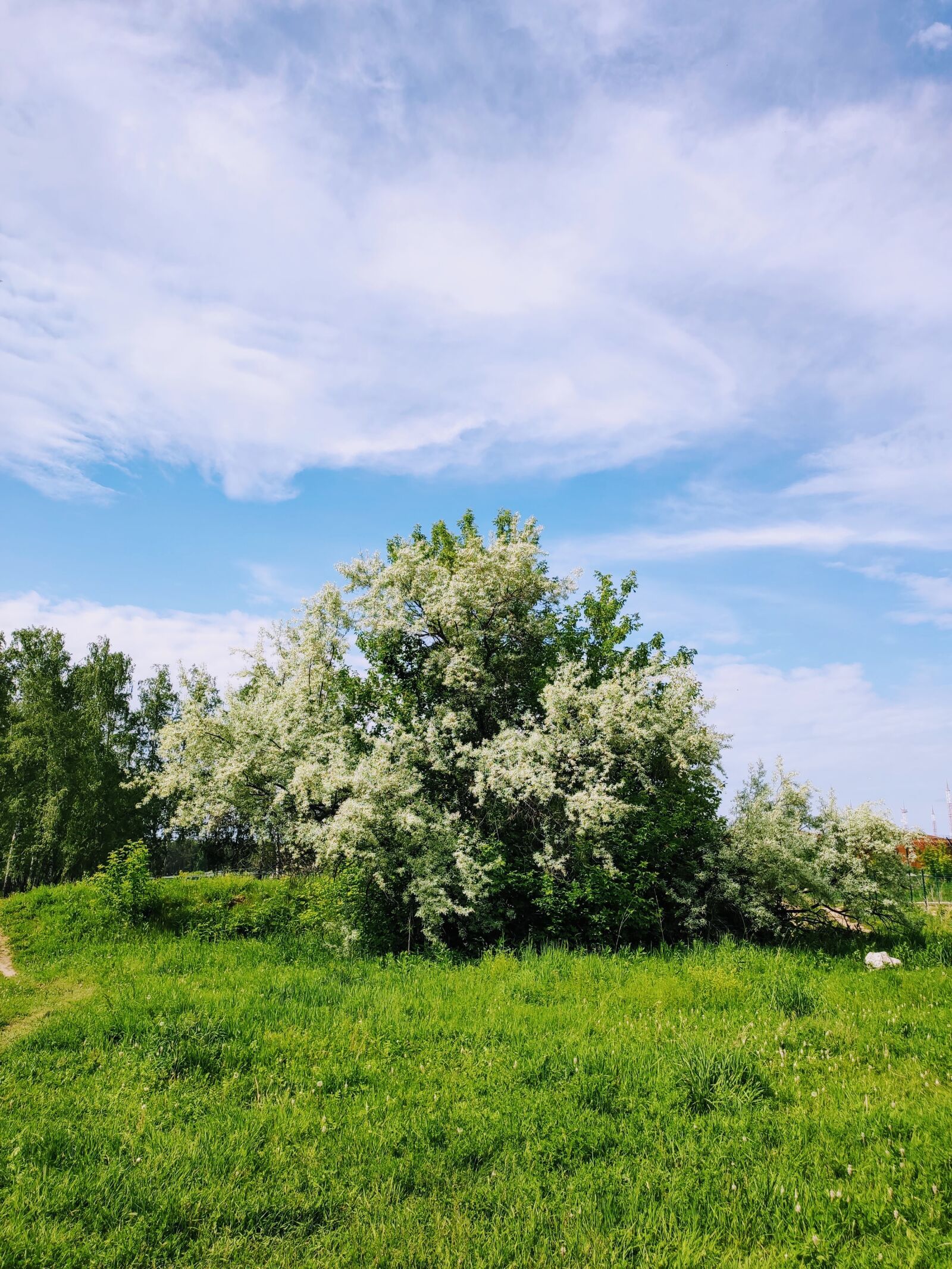 Xiaomi MI 9 sample photo. Tree, green, nature photography