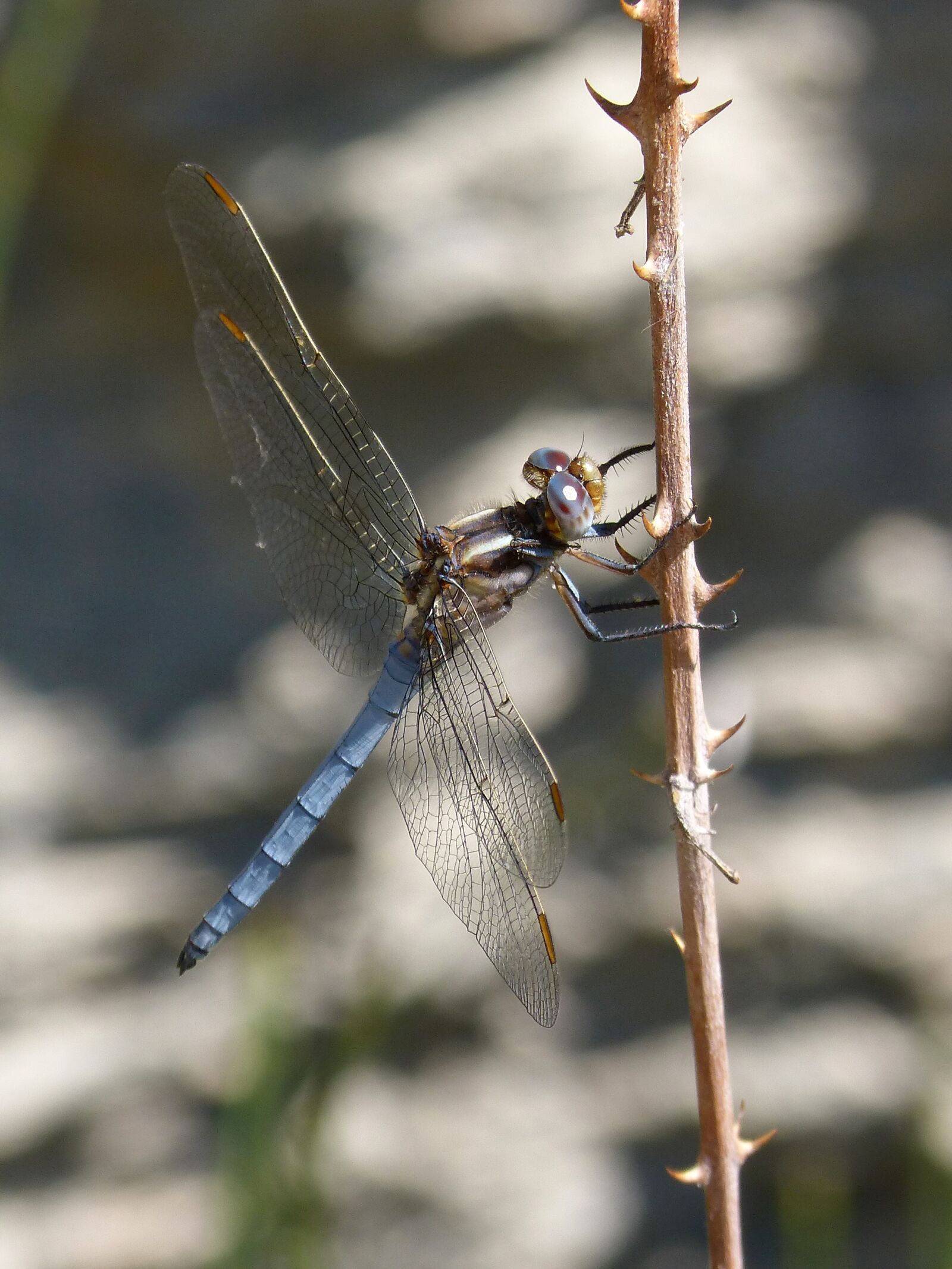 Panasonic DMC-FZ62 sample photo. Dragonfly, blue dragonfly, winged photography