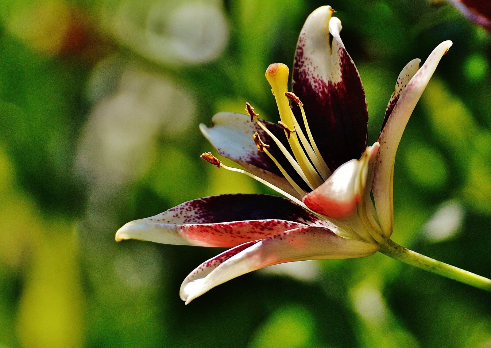 Nikon D3200 sample photo. Lily, flower, plant photography