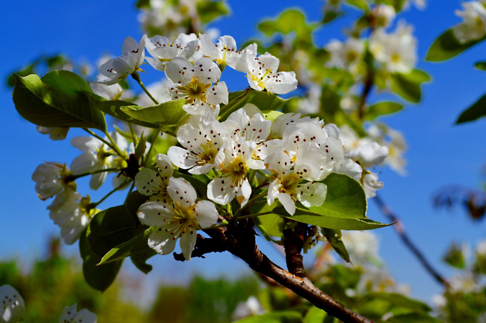 Nikon D3200 sample photo. Spring, springtime, nature photography