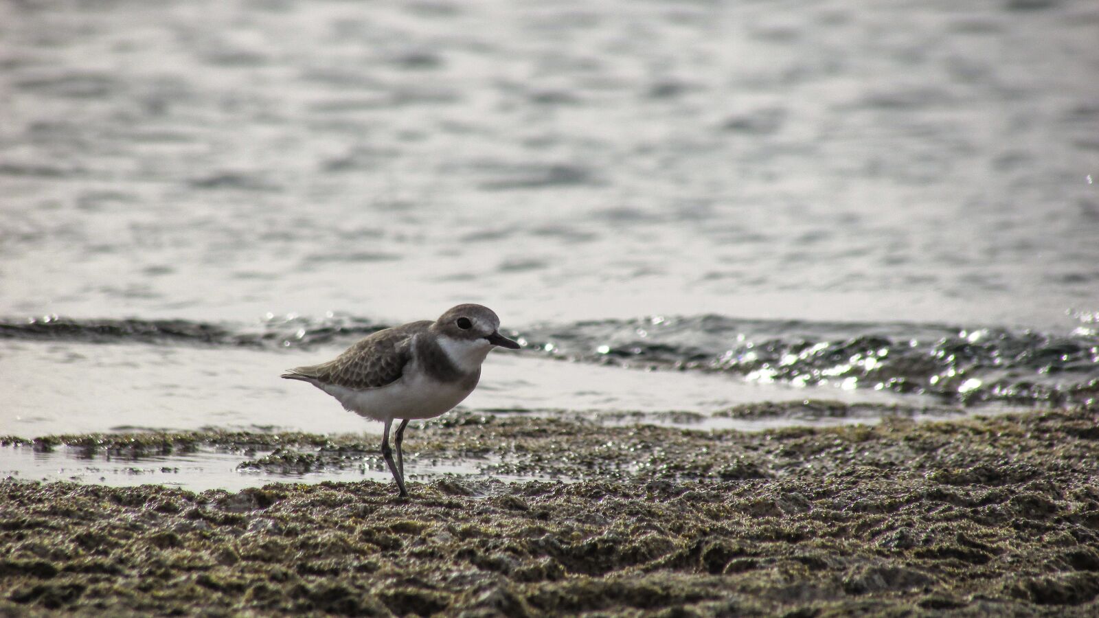 Canon PowerShot SX400 IS sample photo. Stint, seabird, migratory photography