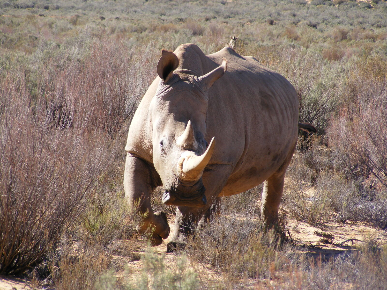 Fujifilm FinePix S5700 S700 sample photo. Rhino, wildlife photography