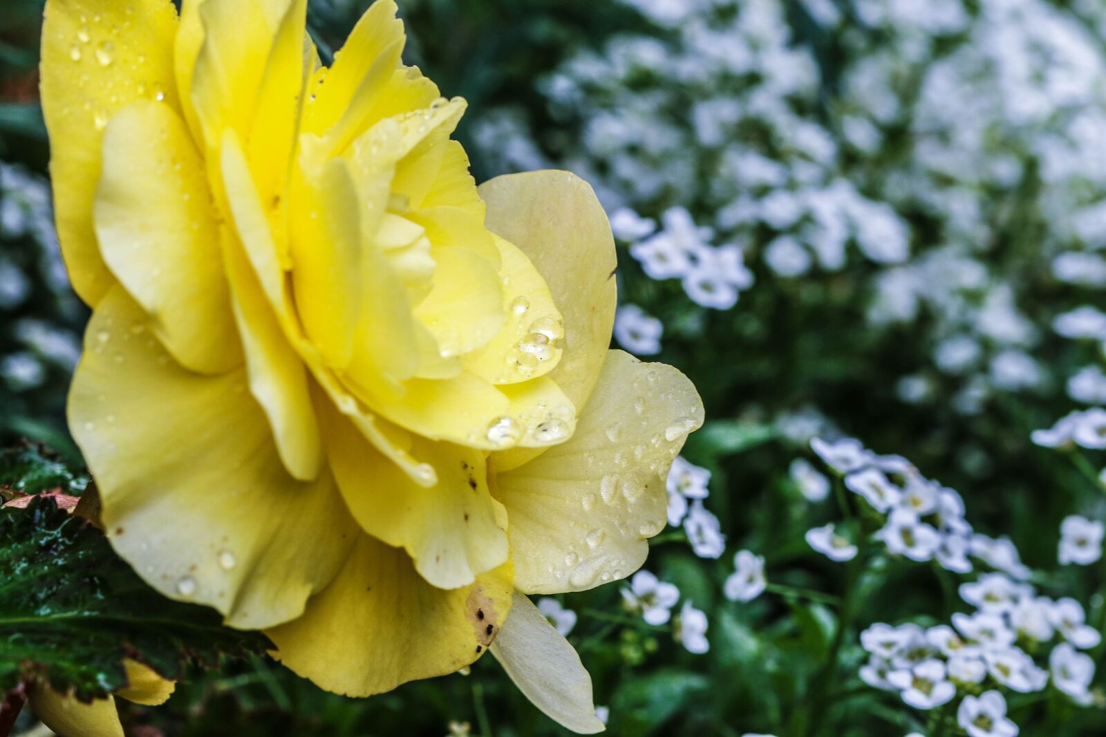 Canon EOS 7D Mark II sample photo. Flower, rose, macro photography