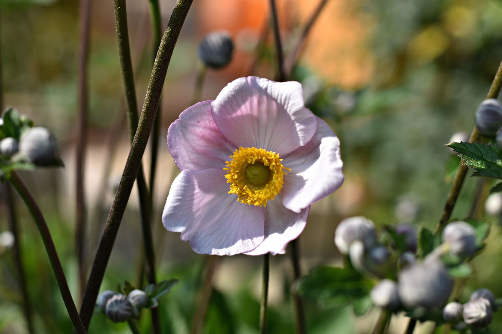 Nikon D3400 sample photo. Flower, summer, rose photography