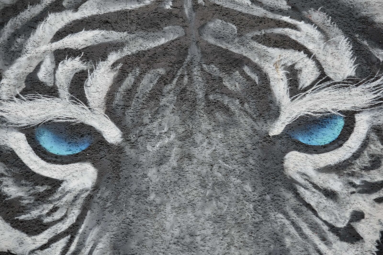 Nikon D5500 sample photo. Face, graffiti, head, tiger photography