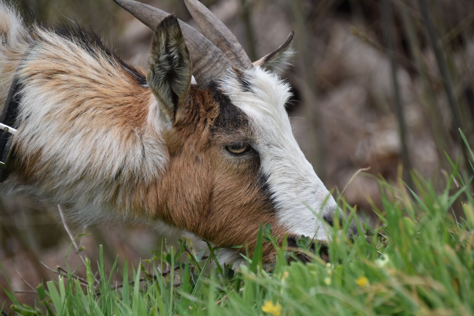 Nikon D5600 sample photo. Goat, goat horns, goat photography