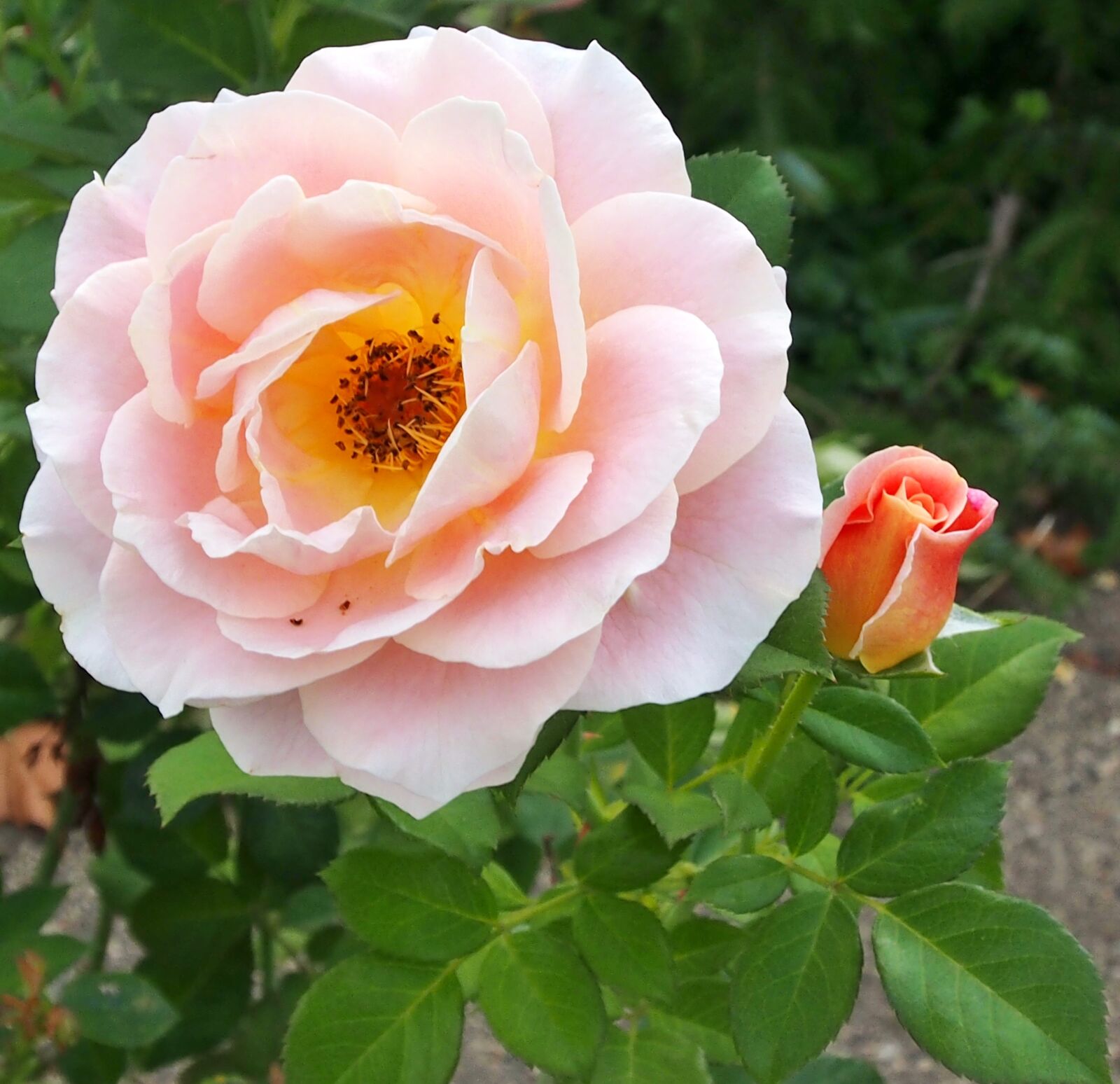 Olympus OM-D E-M5 sample photo. Rose marie height, ros photography