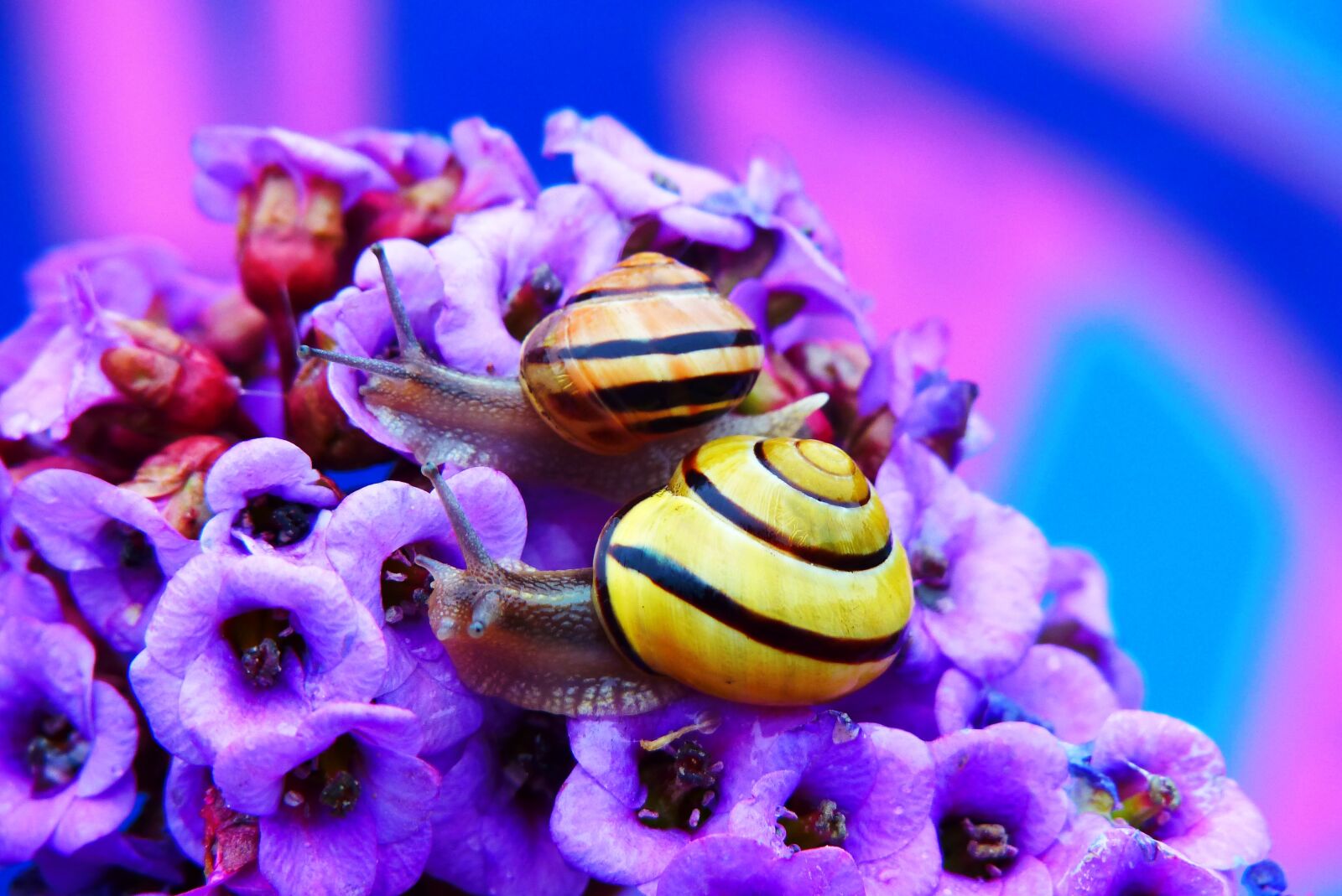 Panasonic Lumix DMC-FZ200 sample photo. Wst yki gajowe, molluscs photography