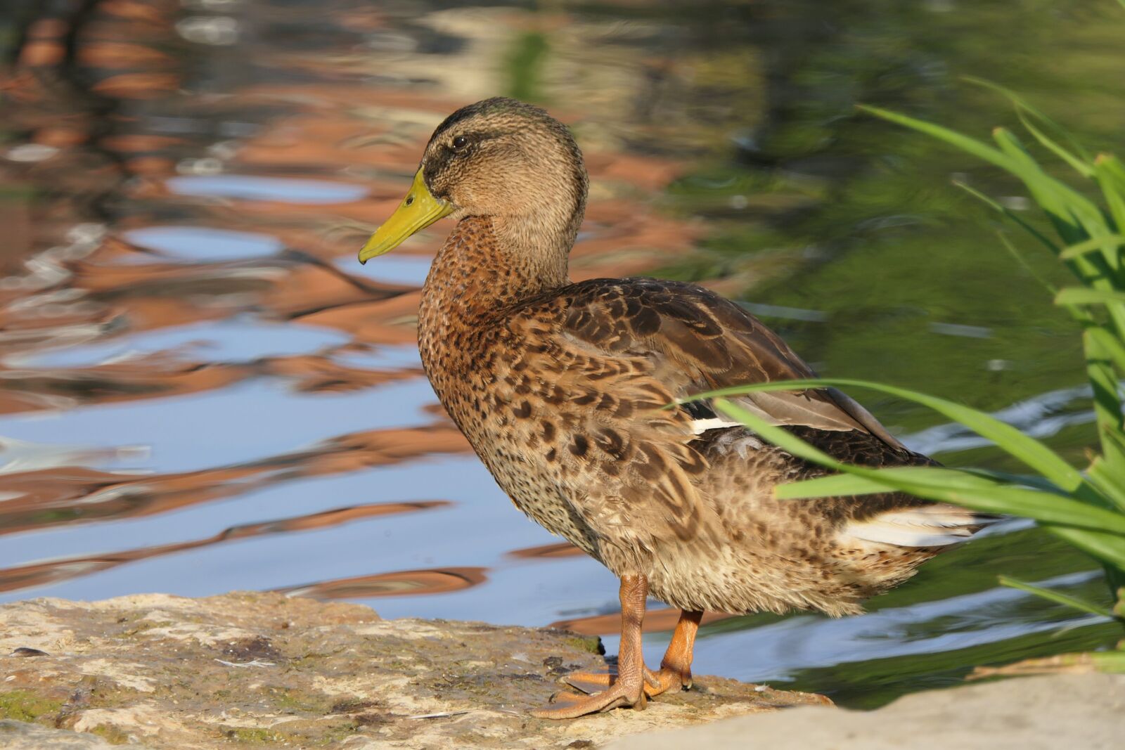 Panasonic Lumix DMC-FZ2500 (Lumix DMC-FZ2000) sample photo. Duck, morning, water bird photography