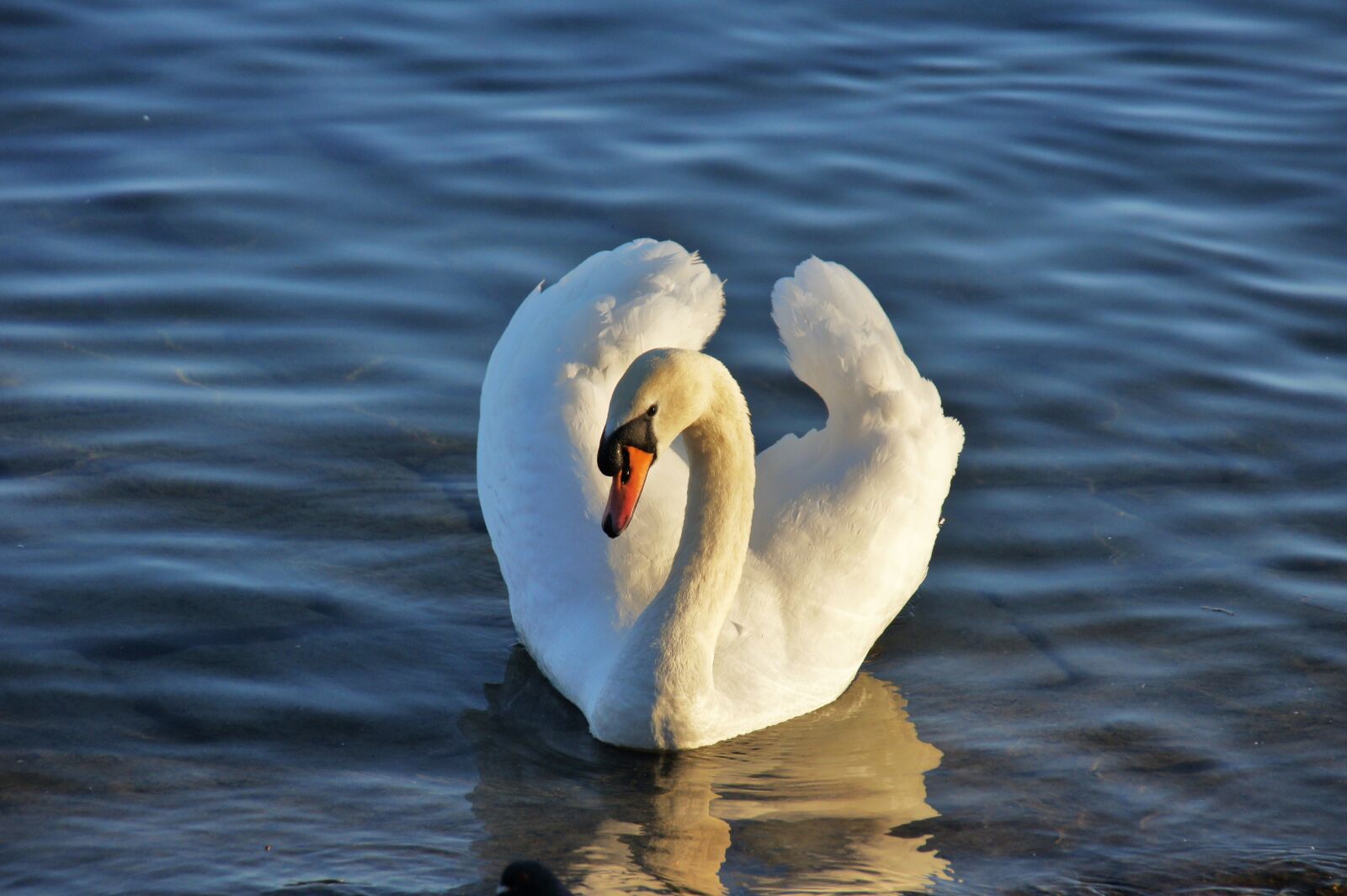 Sony Alpha DSLR-A550 sample photo. Swan, lake, water photography