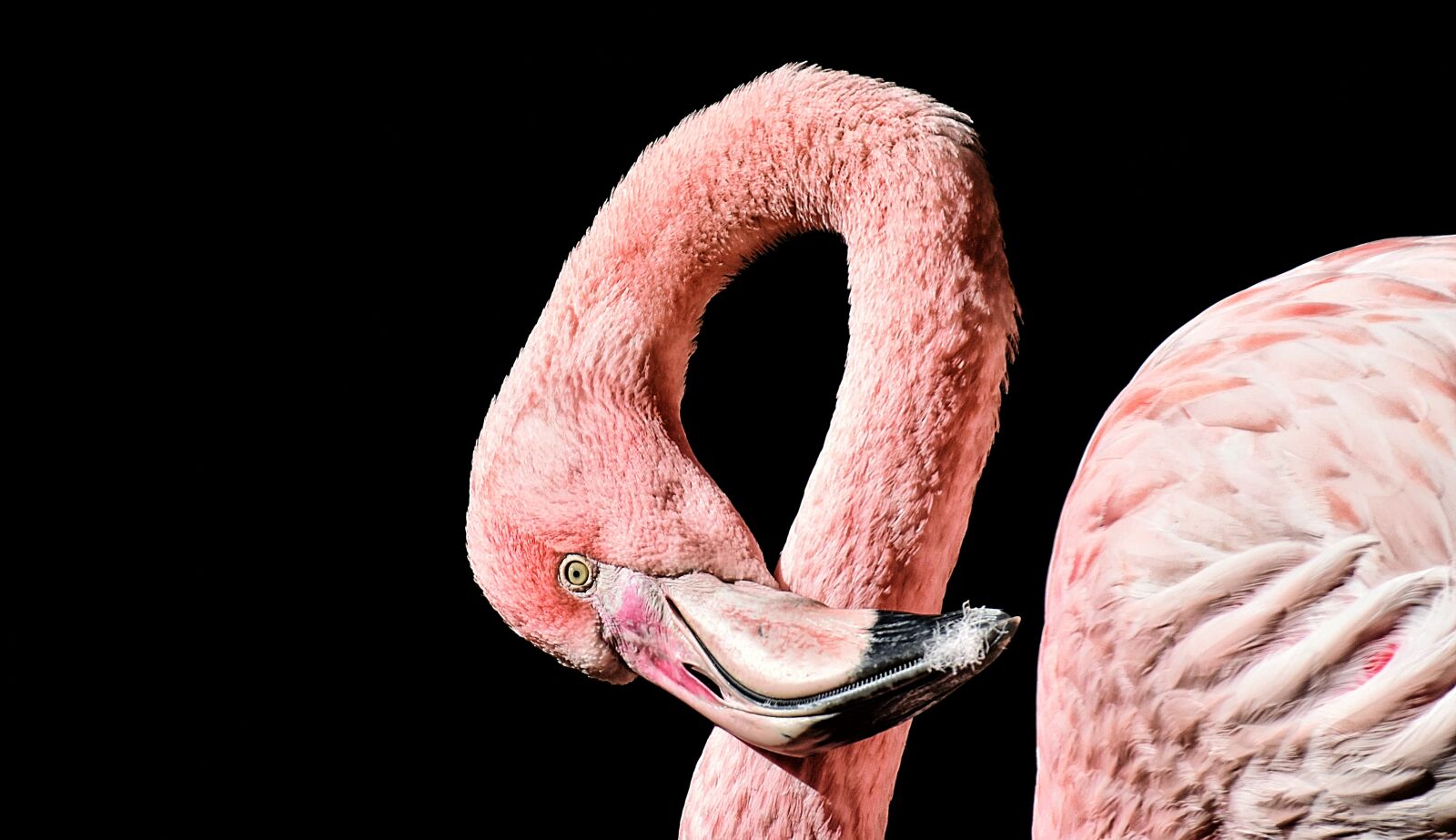 Nikon D7200 sample photo. Flamingo, bird, colorful photography