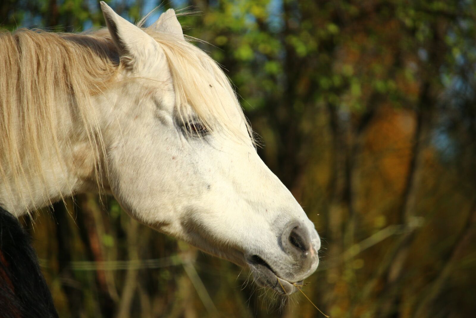 Canon EOS 100D (EOS Rebel SL1 / EOS Kiss X7) sample photo. Horse, mold, thoroughbred arabian photography