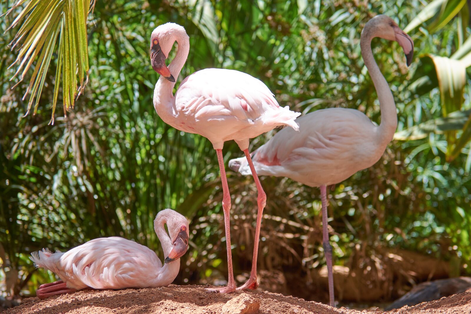 Nikon D7200 sample photo. Flamingo, stand, feather photography