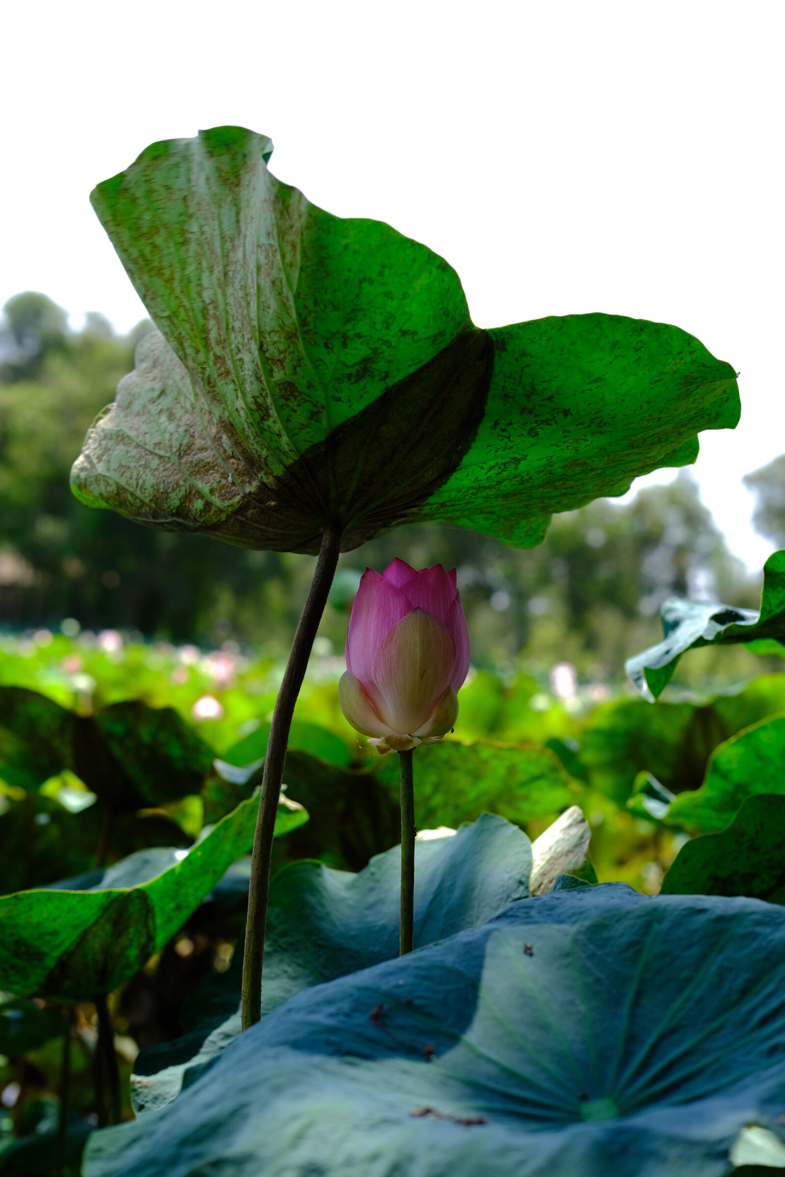 Fujifilm X-T30 sample photo. Lotus, lotus leaf and photography