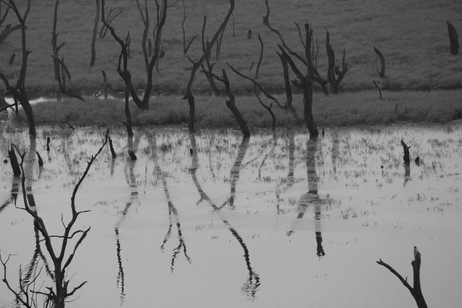 Canon EOS 700D (EOS Rebel T5i / EOS Kiss X7i) sample photo. Black, white, marsh photography