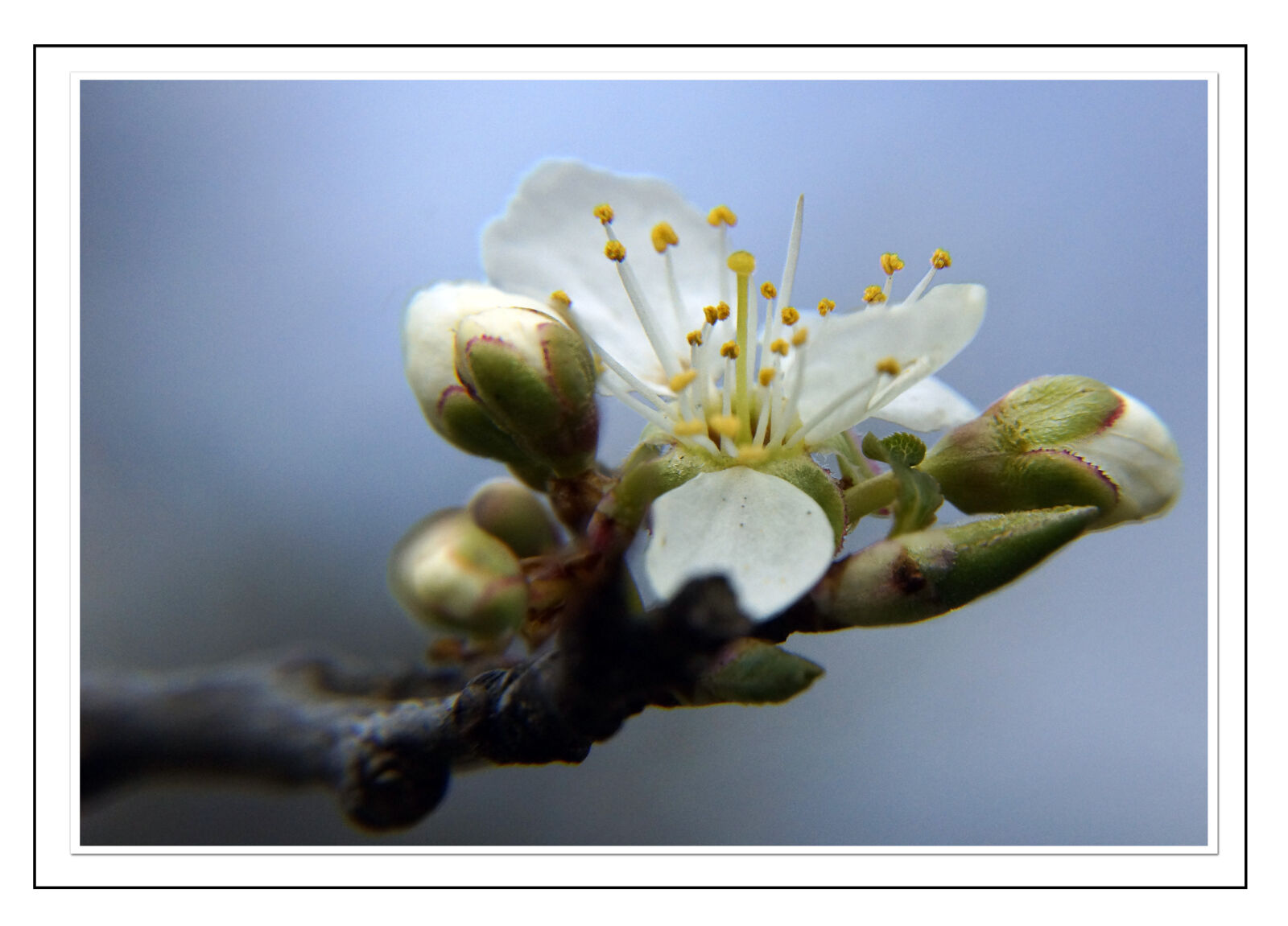 Sony DT 18-200mm F3.5-6.3 sample photo. Blue, cherry, flower, macro photography