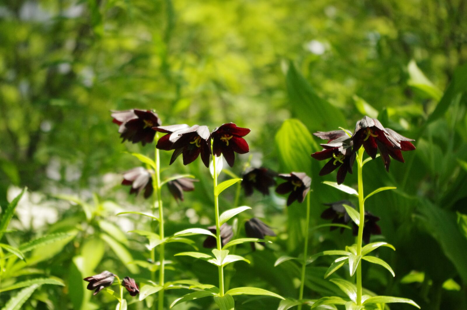 Pentax K-r sample photo. Lily, black, flower photography