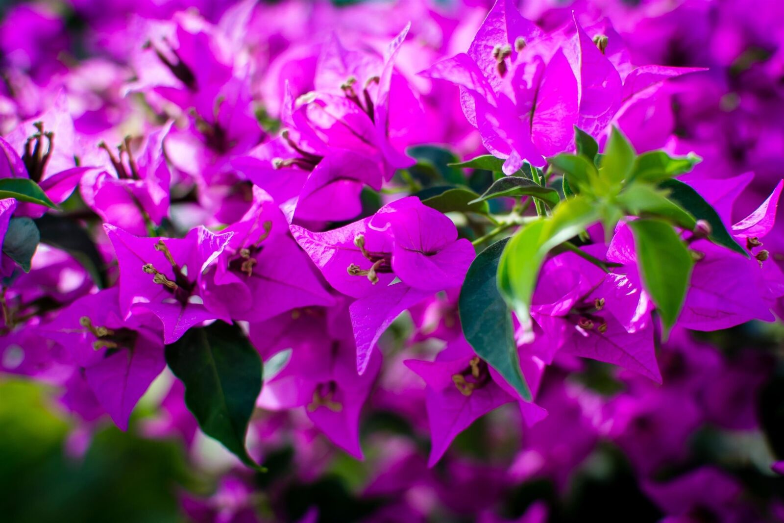 Nikon D3100 sample photo. Flowers, nature photography