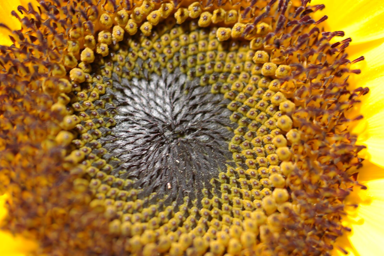 Samsung NX2000 sample photo. Yellow, sunflower, flower photography