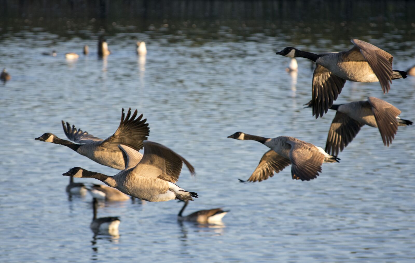 Nikon D3400 sample photo. Geese, bird, waterfowl photography