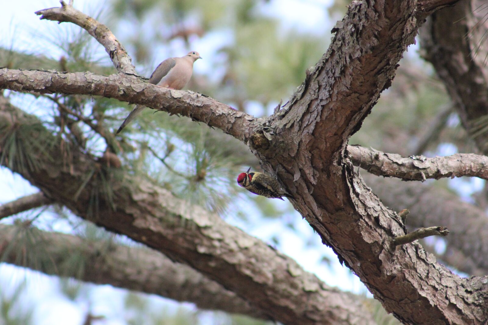 Canon EOS 550D (EOS Rebel T2i / EOS Kiss X4) sample photo. Woodpecker, dove, birds photography