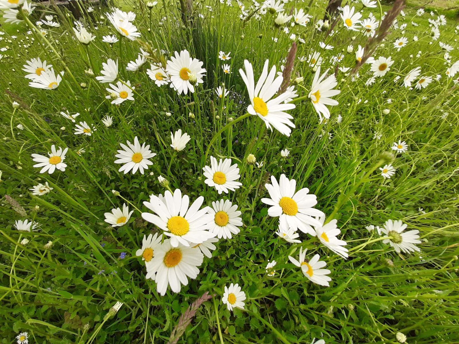 Samsung Galaxy A50 sample photo. Daisy, white, flowers photography