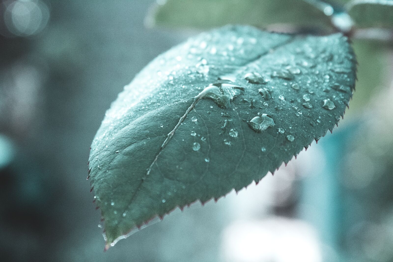 Canon EOS 1300D (EOS Rebel T6 / EOS Kiss X80) sample photo. Leaf, water, nature photography