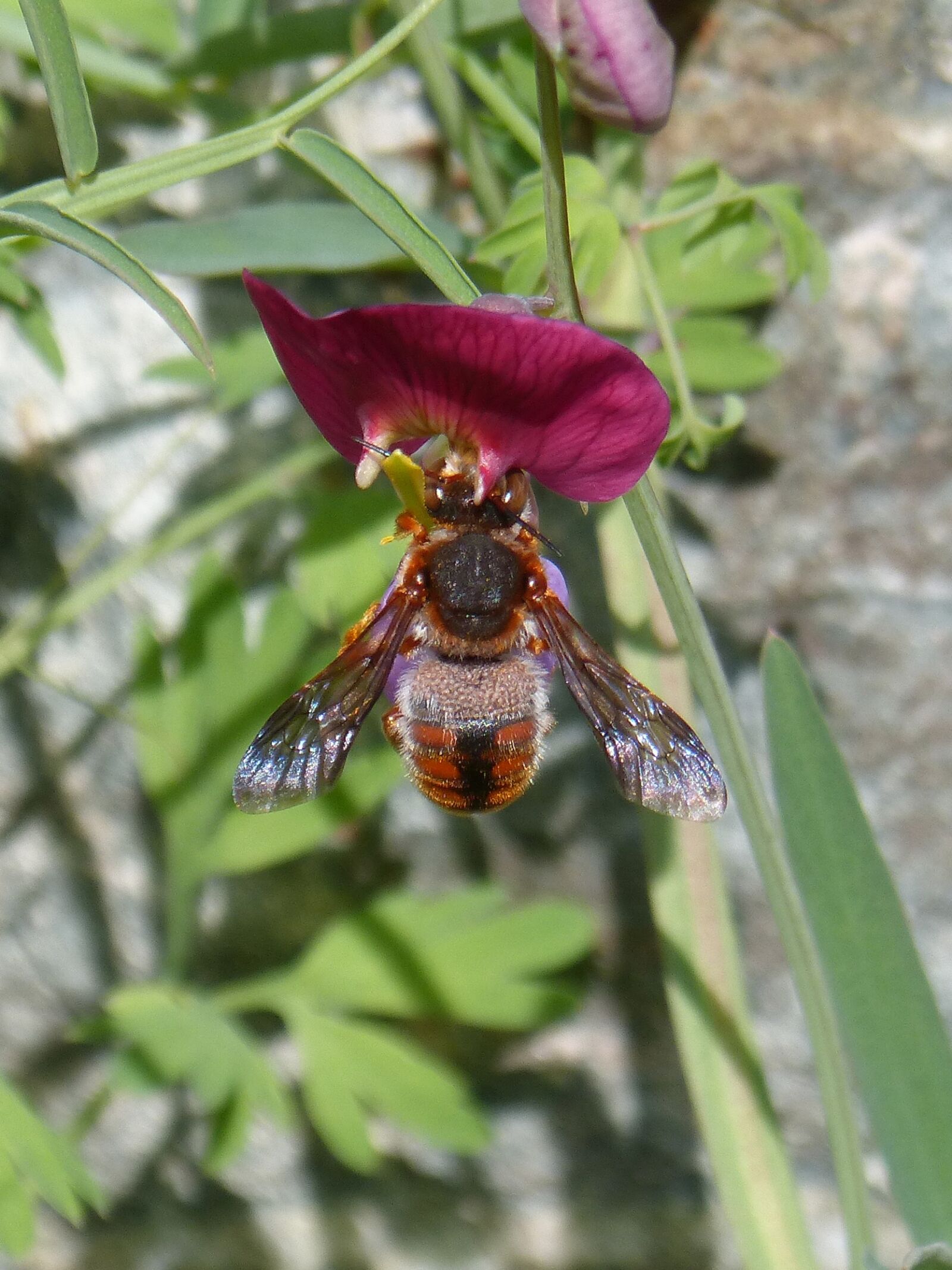 Panasonic DMC-FZ62 sample photo. Red bee, rhodanthidium sticticum photography
