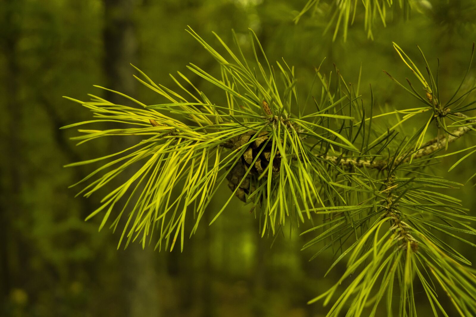 Sony a6300 + Sigma 30mm F2.8 EX DN sample photo. Pine cones, pine, needles photography