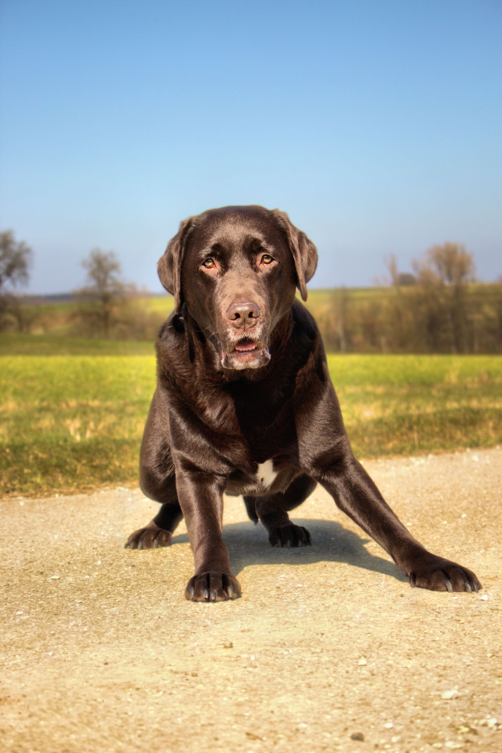 Canon EOS 700D (EOS Rebel T5i / EOS Kiss X7i) sample photo. Dog, pet, labrador photography