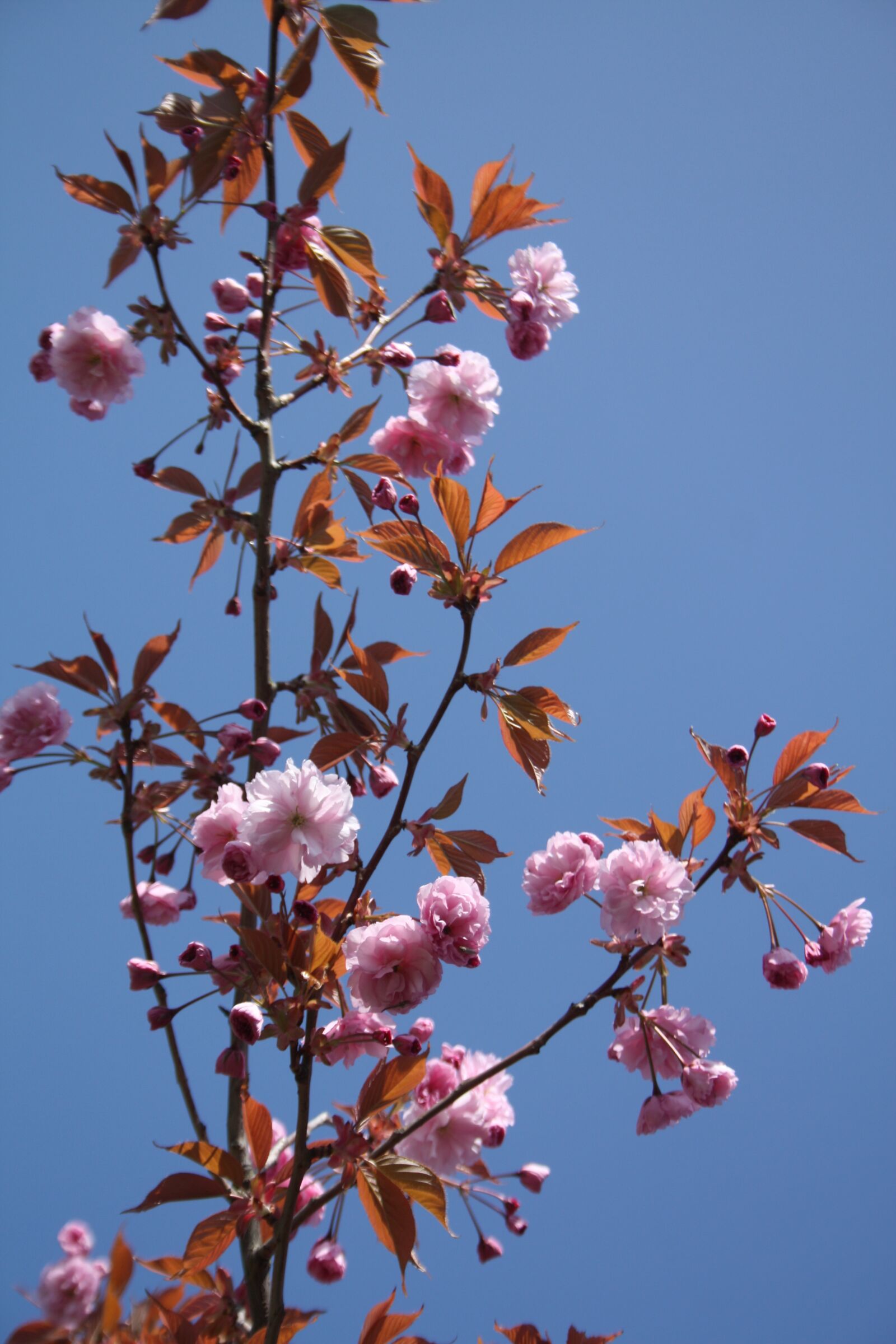 Canon EOS 450D (EOS Rebel XSi / EOS Kiss X2) sample photo. Spring, blossom photography