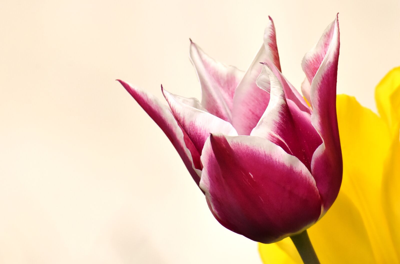 Nikon D7200 sample photo. Tulips, flowers, colorful photography